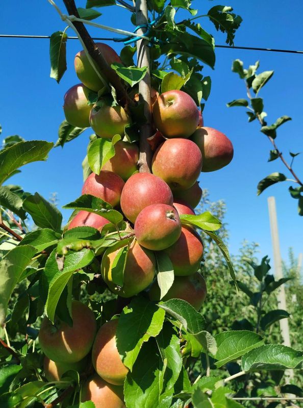 � ����, ���������� ������ ������ ��� ����������� ����������, ��������� ������� ������ �����