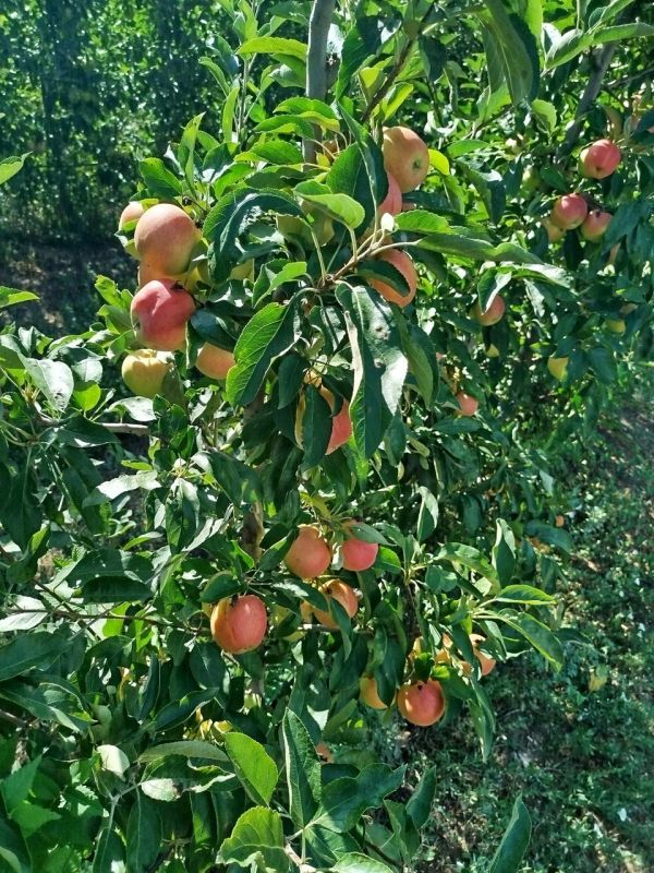 � ����, ���������� ������ ������ ��� ����������� ����������, ��������� ��������� ������ �����