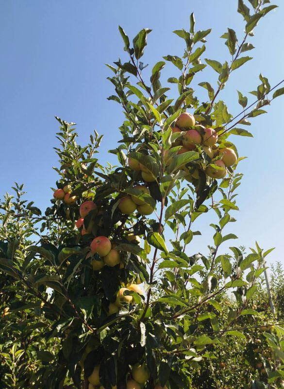 ������������ ��������� ���, ���������� ������ ������ ��� ����������� ���������� � ������������ ������