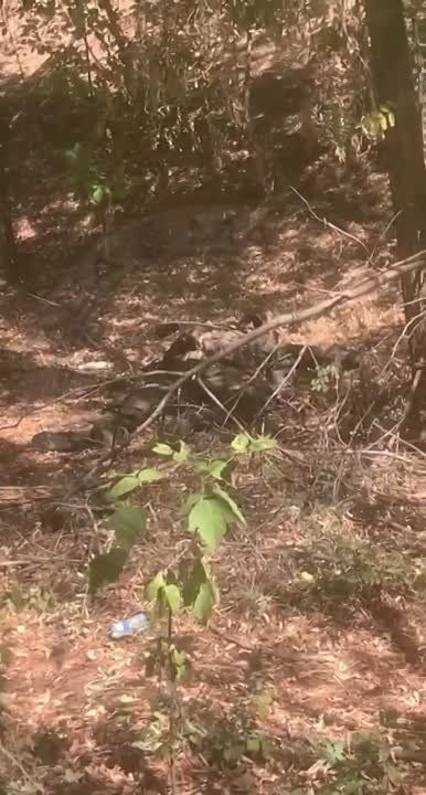 ��� ������: ���������� �����������. ���� �������������� ������� �����������, � ������� �����-�� ���� ������� ���