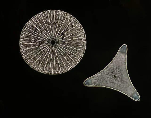 ���������� ��������� Arachnoidiscus � Triceratium ��� �����������