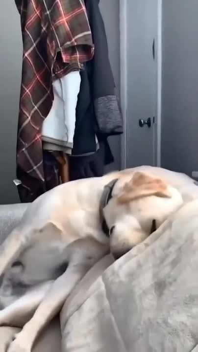 ��������� ����, ���������!