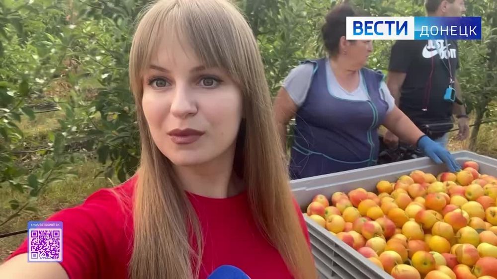 Съёмочная группа Вести.Донецк собирает яблоки в садах Александра Захарченко