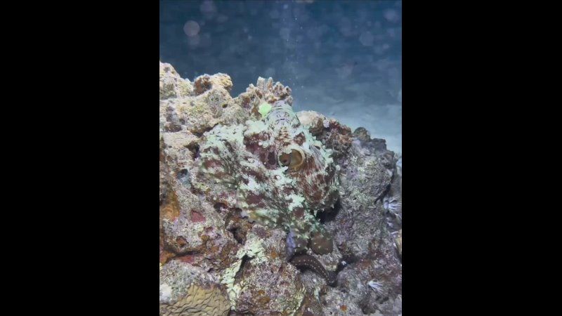 ��������� ����, ���������!
