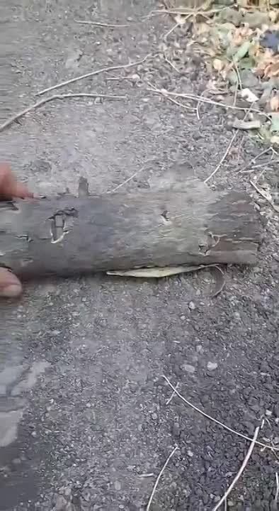 ���� �������: ����������� ����������� � ���� 37 ����� �� �� ������������� ����� ��������� ������������ � ������, ������� "��� ������"