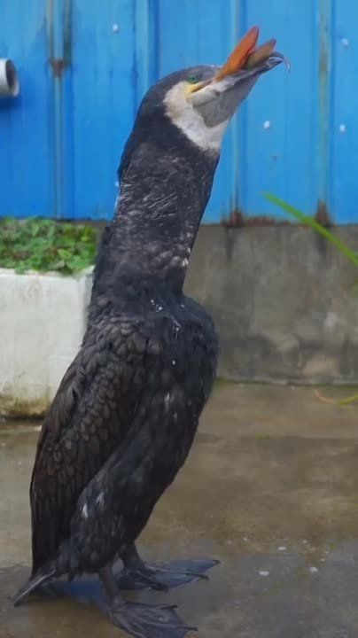 ������� ������������ ������������� ���