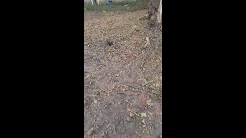 � ���������� �������������� �������� ����������� ��������� ����������� ������ ������� ����� ������� 1953 �.�