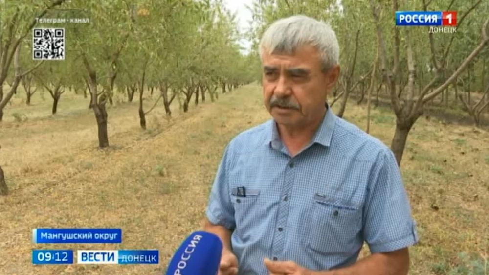 Миндально-ореховый сад площадью более 150 гектаров под Мариуполем — единственное предприятие Республики, которое выращивает миндаль