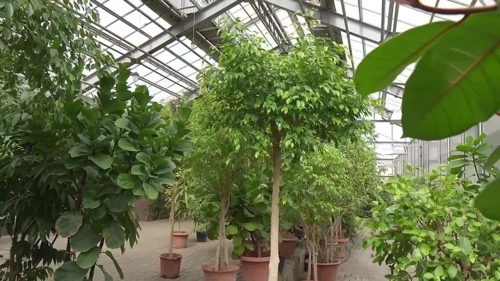 Александр Волошин: Экскурсия по ботаническому саду