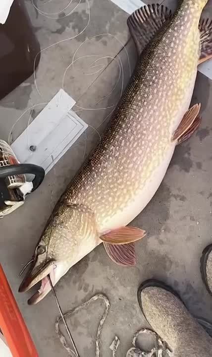 ������� ��-�������