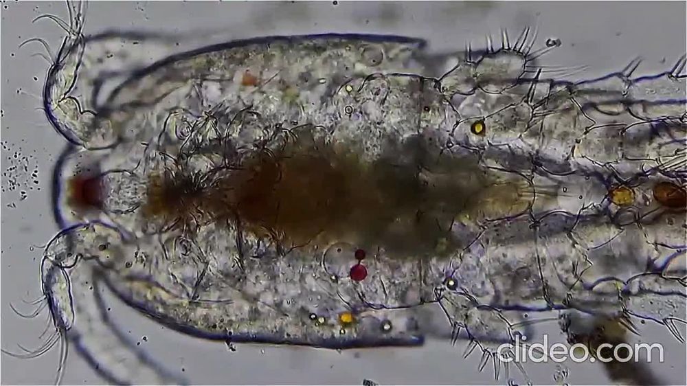 Информация о добыче водных биоресурсов по городам и районам за август 2024 года