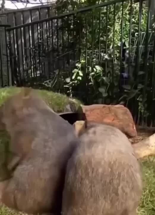 ��������� ����, ���������!