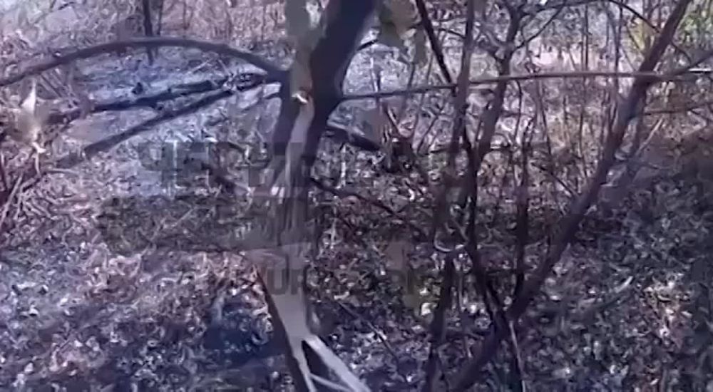 ������ ��� � ������������� �� 151����