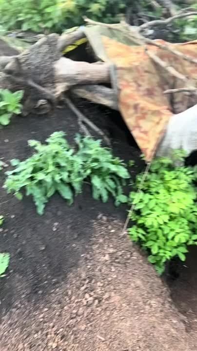 ������ �������: �������� ������������ ������� ���������� ������������ � ������ �.�