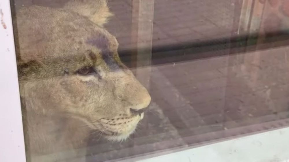 ������ ��������� ������: �������� �������� ��������� ���� ������� � �����