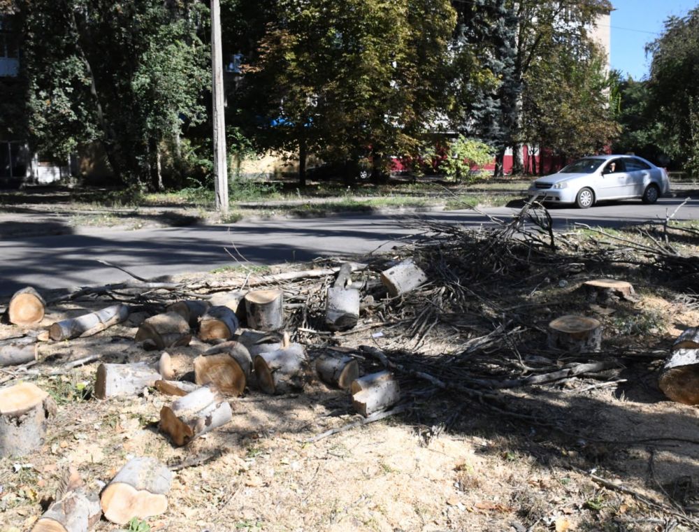 Владислав Ключаров: В последнее время участились случаи обращений макеевчан по поводу необходимости спила аварийных деревьев