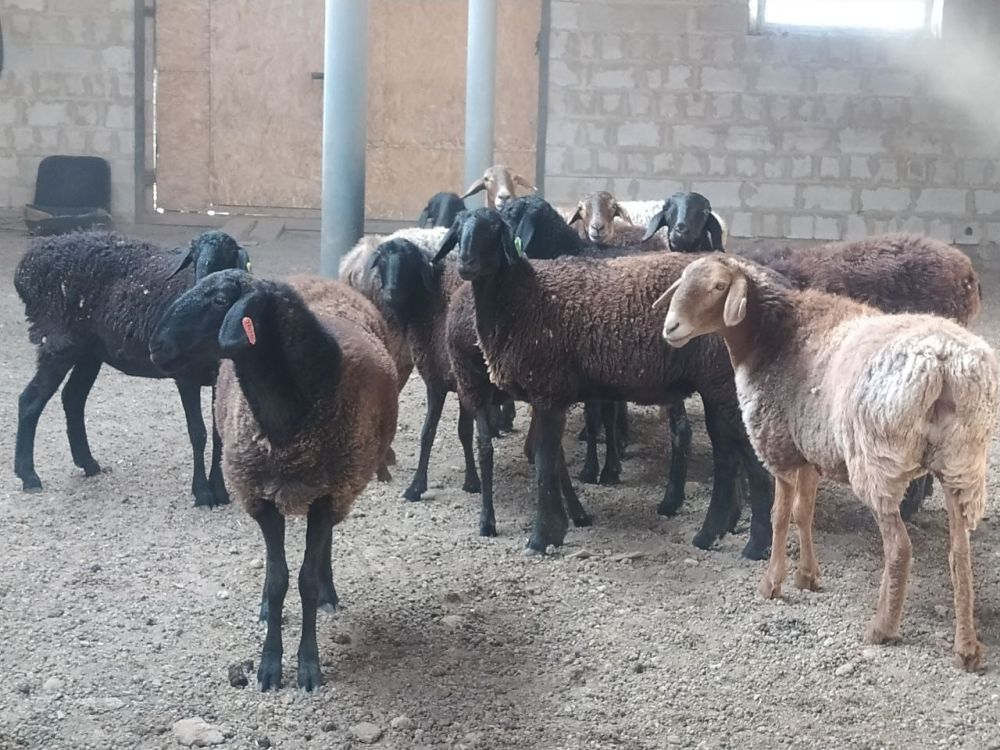 ������� ��������: �������������� ����������� ��������� ��� ������ ����������� ������������� ������