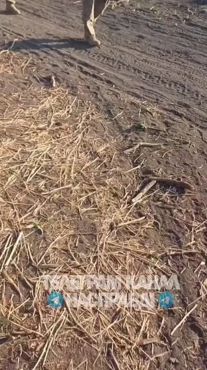 ���� �� ������ ������� ������� ��������� �� ����������� �����������