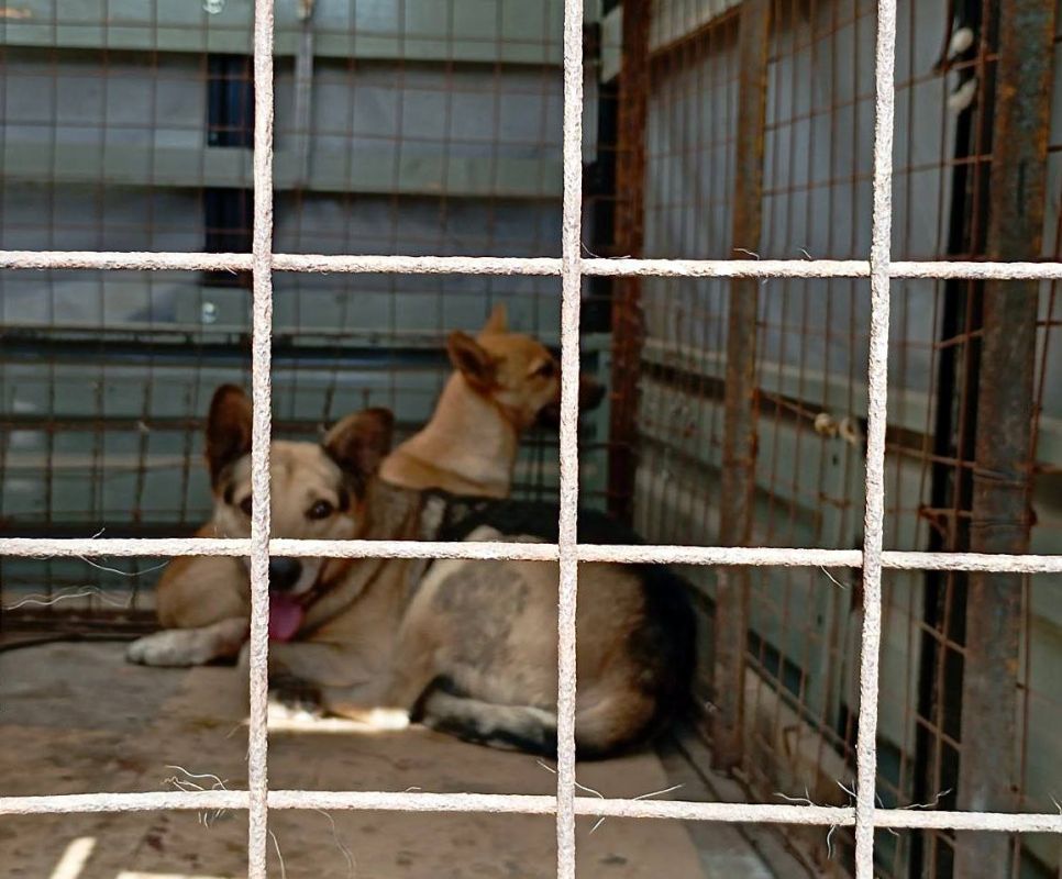 ������ ��������: ����� ��������� �������� � ������������ � ������������ ������� ������