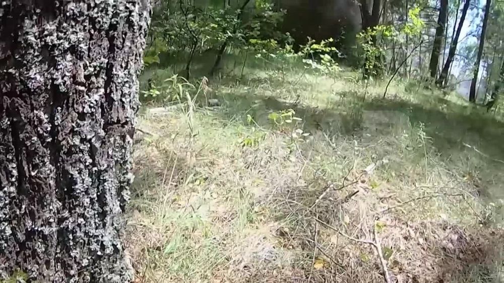 ������ ��������: ������ ���������� ��� � ������������� �������� � ���� ���, ��� ����� �������, ������ �������� ������������ � �����