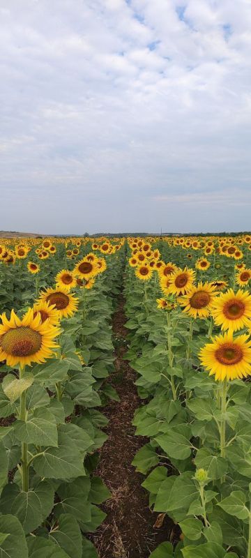 В ДНР посеют демополя подсолнечника российской селекции