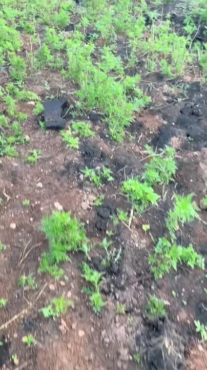 ������ �������: ������������ ���������� ������������� ����� ��-�� ��� �� ������� ���� � �������� ���������� ���-1