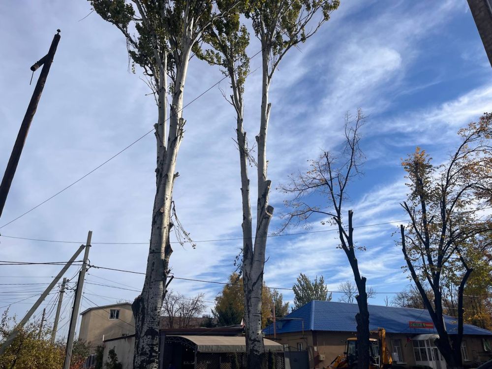 Константин Зинченко: Специалисты МУП АВМО "Райкоммунхоз" проводят работы по кронированию деревьев в центральной части города