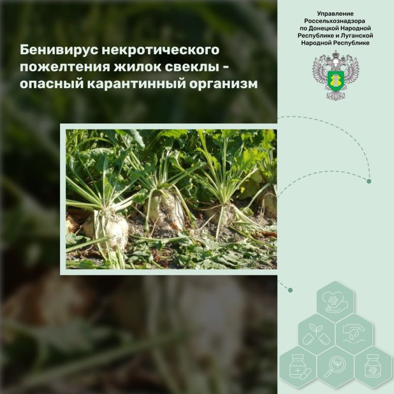 ��������� �������������� ���������� ����� ������ (BNYVV) � ��� ����������� �� ���� Benyvirus, ����������� ��� ���������� ��������� �����������, ���������� ����� ���� �������� ��� �������� ������, �������� ������, ��������, ��������� ������