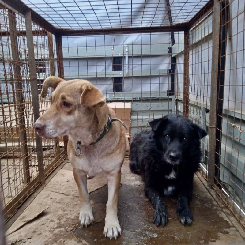 ������ ��������: ����� ��������� �������� � ������������ � ������������ ������� ������