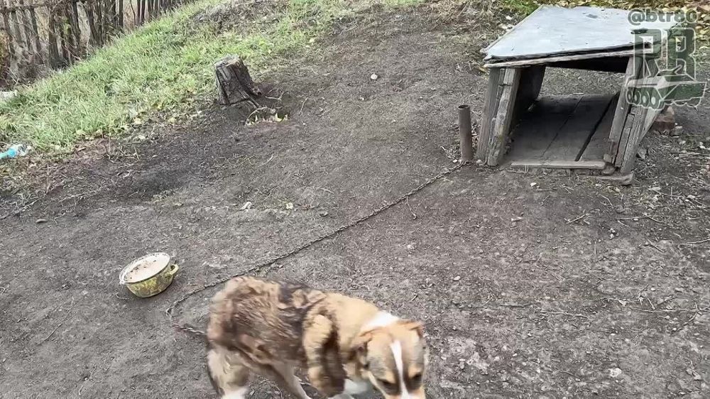 Бойцы группировки "Центр" спасли оставленную хозяевами собаку