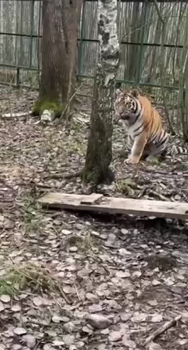� ������ ��� ����� ����� "��� �����" � ������������� ������� �������� ��� ���� ������ � �������