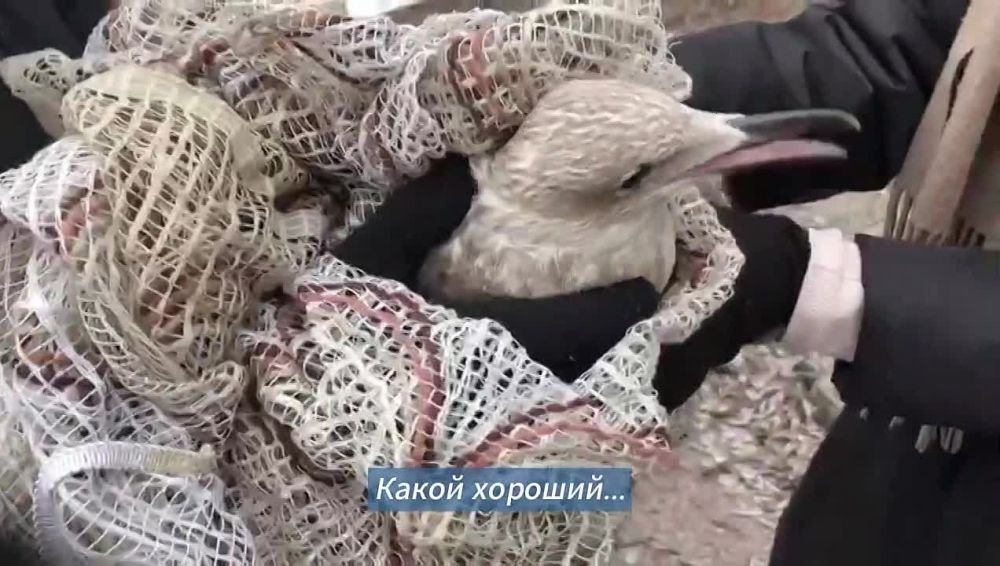 Ирина Волк: В это снежное декабрьское воскресенье хочу познакомить вас со своим коллегой – участковым уполномоченном полиции Отдела МВД России по району Преображенское города Москвы Александром Коршиковым