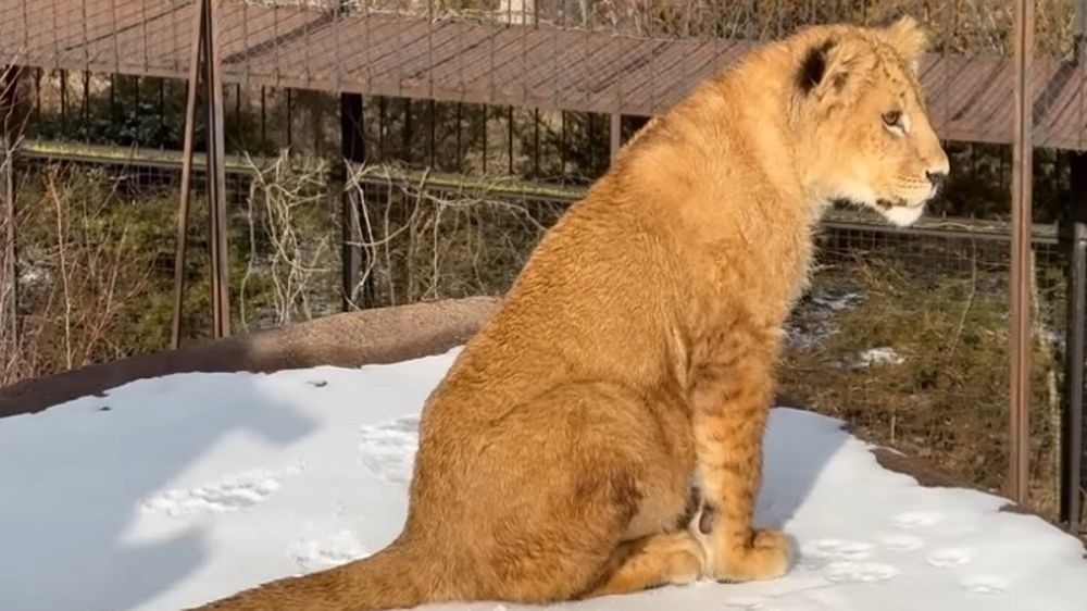 ����������� �������: ��������� ���� ������� ����� ������ ���� ����� ������� � ����