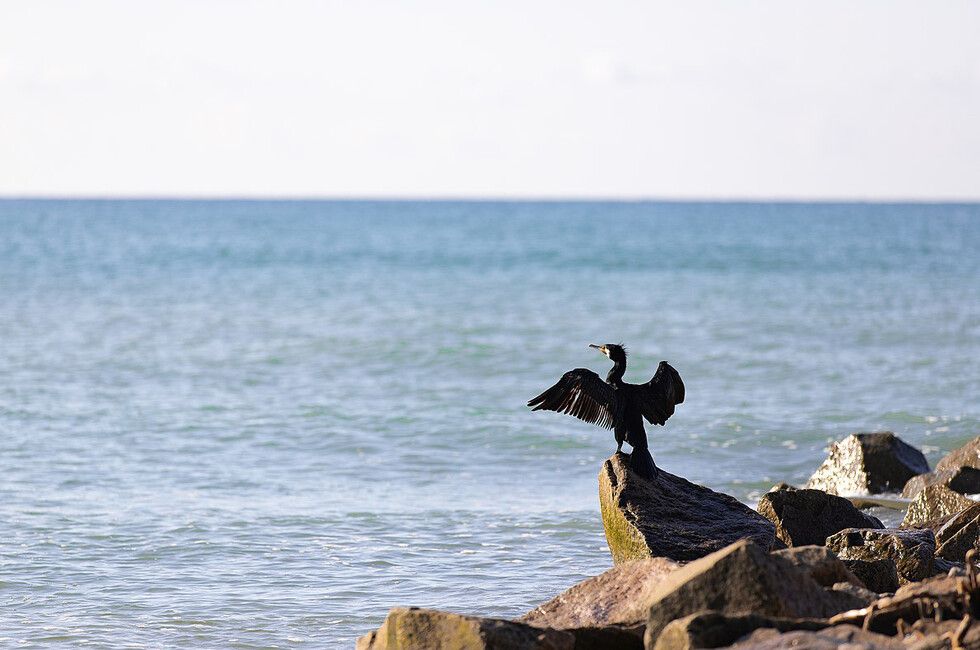 � ��������� �� ����������� ����������� ���� �� ���� ������� ������ � �����