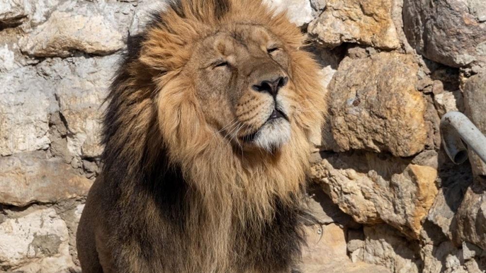 ������ ������� �� ��������: �������� ������ �������� �������� ��� ������ �������� ����