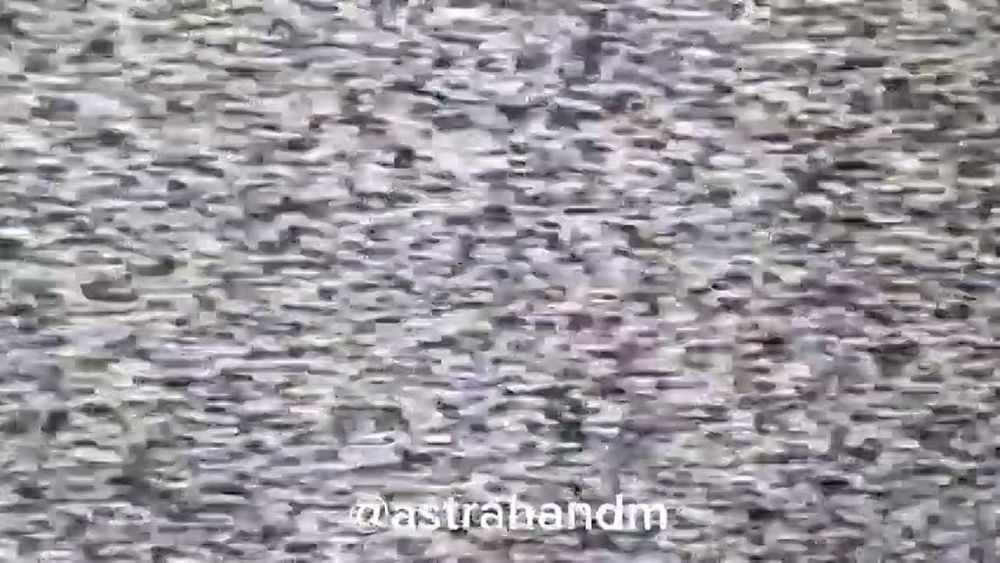 ������� ���������: ��������� ����������� ����������������� �113 ������ fpv-������ �� ����������� �����������