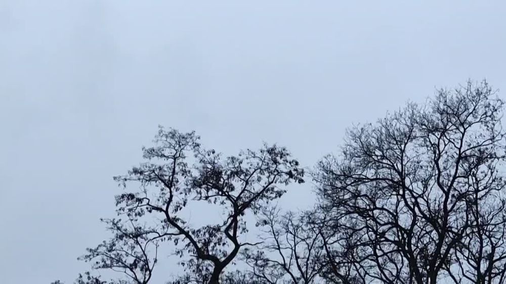 ���� ���������: ������