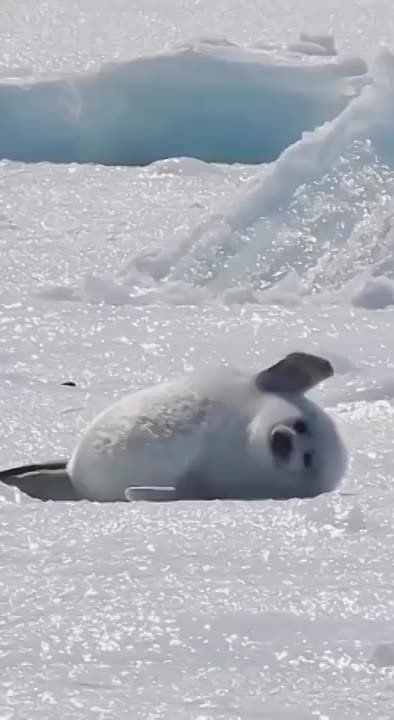 � ������ �����, ���������!