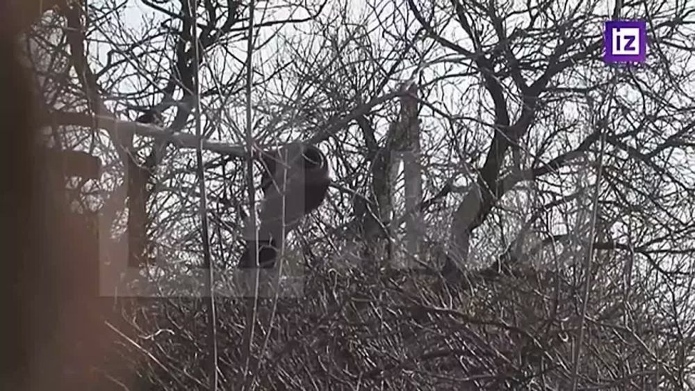 "�������� �������, ������, �� ���� ����� ������": ���������� ������������ ��� ������ ��� "��������" ���������� ������� �������� ���, �������������� ������� ��������