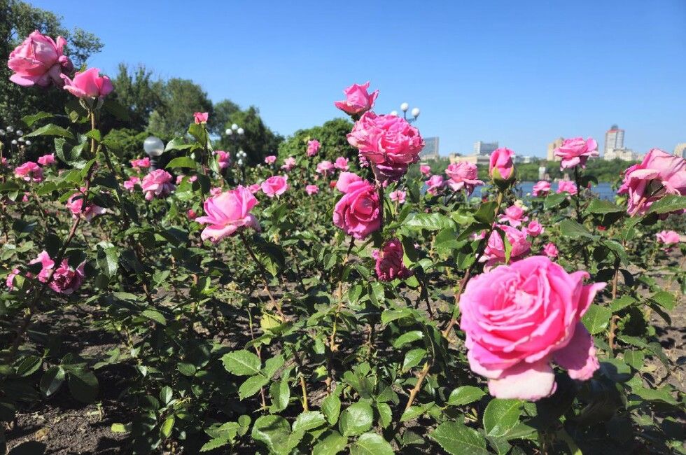 ������� ��������. ������� ������� �������� �� ���������� ���