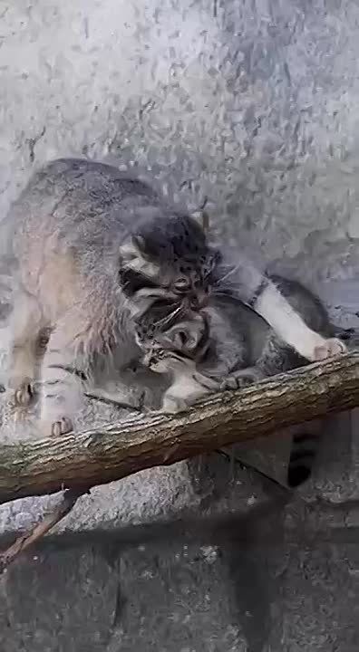 ������ ����, ���������!