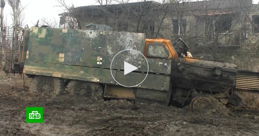 �� �� ��������� ���������� ���������������� Mastiff � ���� ������������