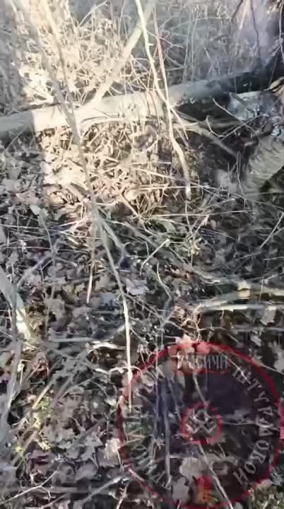 13-� �� ������Ȼ ����� ������ � �������� � ����� ��� ����� ����