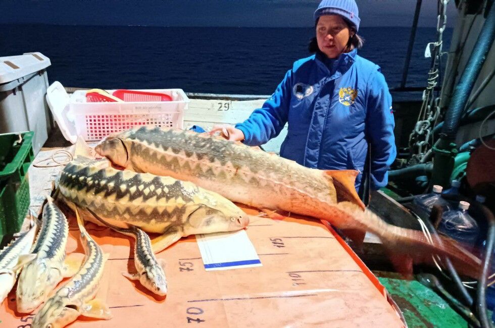 В Азовском и Черном морях стало больше осетров, креветок и пиленгаса