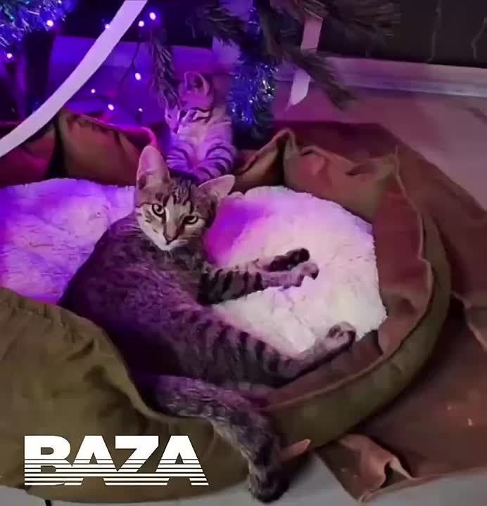 ����� ����������: ����������� ���� � ����������, ����� ����� ������ ����������, ������ ��� �� ��� � ������, � ������ 10 �������: