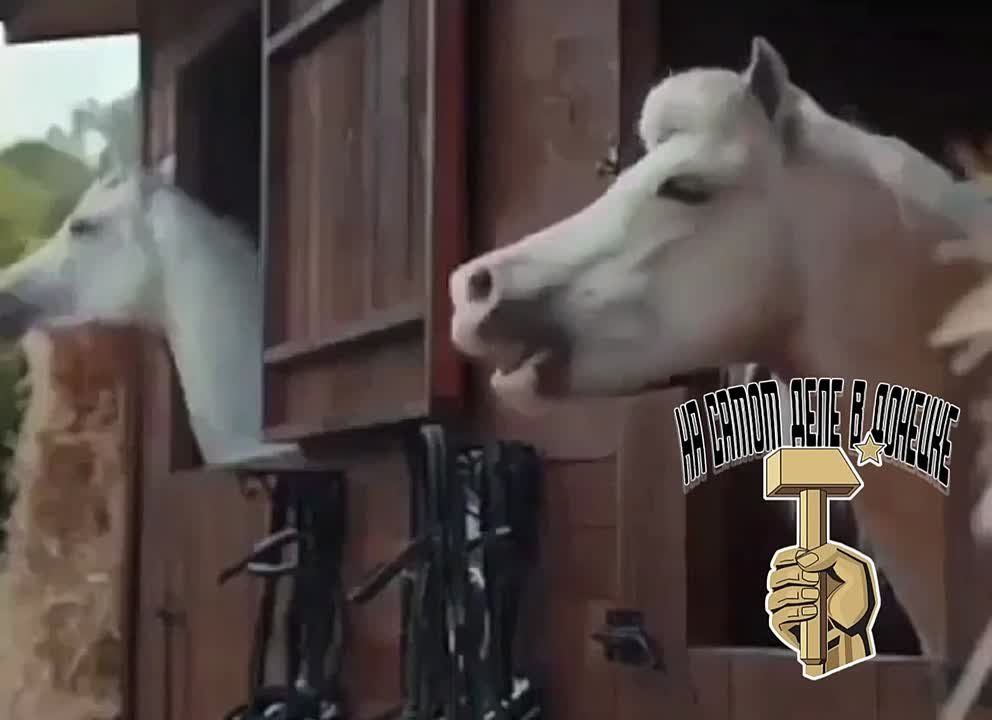 � ������-������ ������� � ������� ����� ��� ����� ������ ���