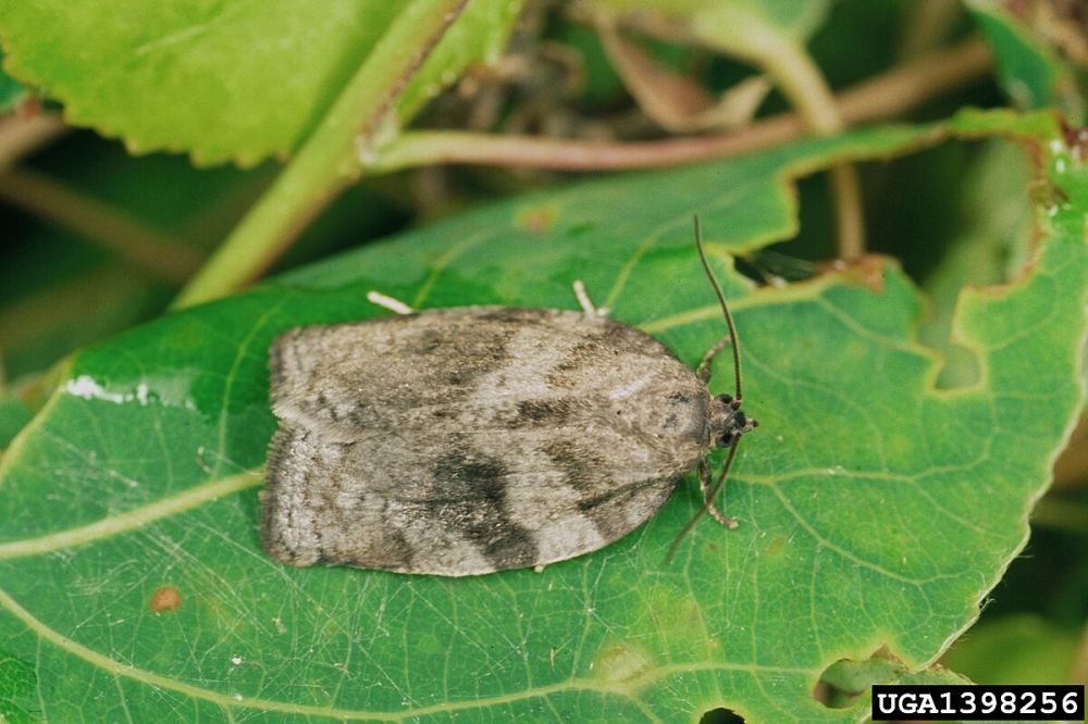 ������� �������� ����������� Choristoneura conflictana Walk �������� � ������ �������� ����������� �������� ������������ �������������� �����, ������������� �������� ������ ����������� ������������� �������� �� 30.11.2016 �...