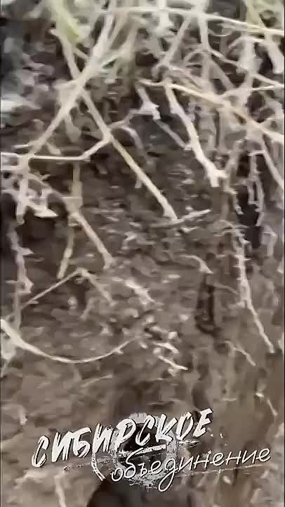 ��������� �����: ���������� � ��������