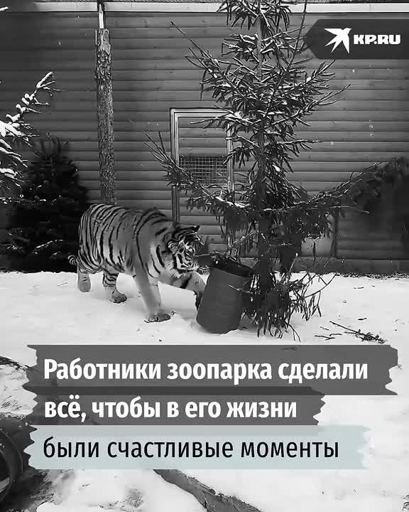 ���� ���� ������� � �������� ���������