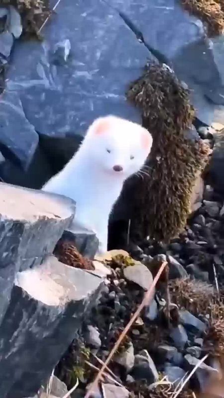 � ������ �����, ���������!